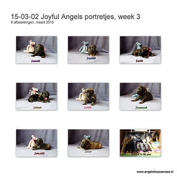 Joyful Angels portretjes, start week 3, de Oudduitse Herder pups zijn hier precies 2 weken oud